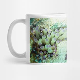 Purple Tipped Giant Sea Anemone and Cleaner Shrimp Mug